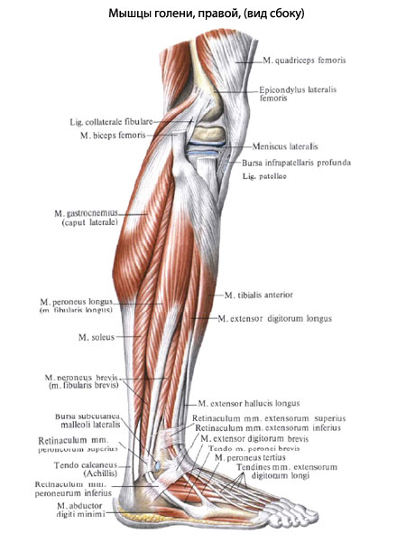 Голень У Человека Фото