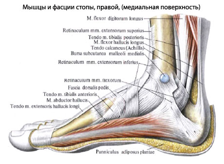 Строение Ног Человека Фото