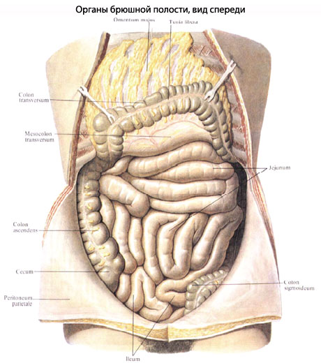Брюшная Полость Человека Фото