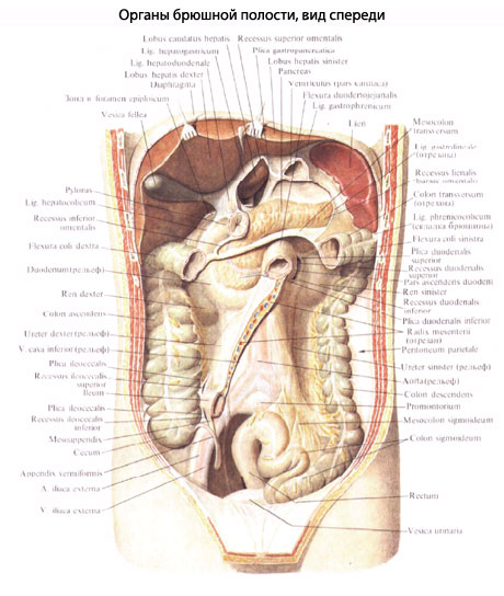 Фото Органов Человека Брюшной Полости Мужчины