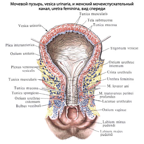 Уретра У Женщин Фото