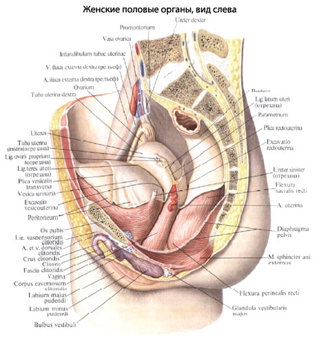 Фото Женских Полов Органов
