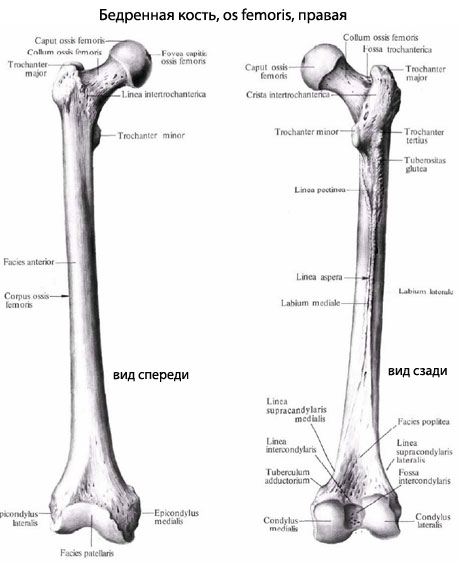 Бедренная Кость Где Находится Фото