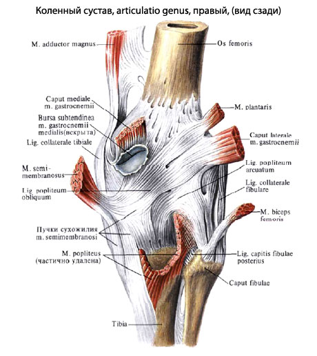 Фото Коленного Сустава Человека