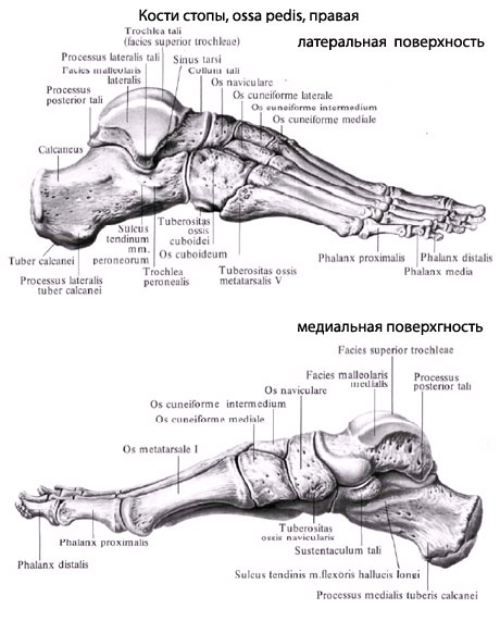 Кости Стопы Человека Фото