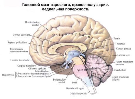 Строение Мозга Человека Фото