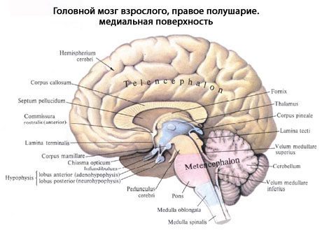 Фото Головного Мозга Человека Строение