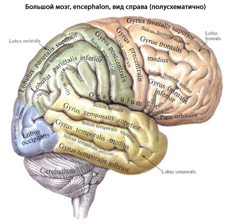 Мозг