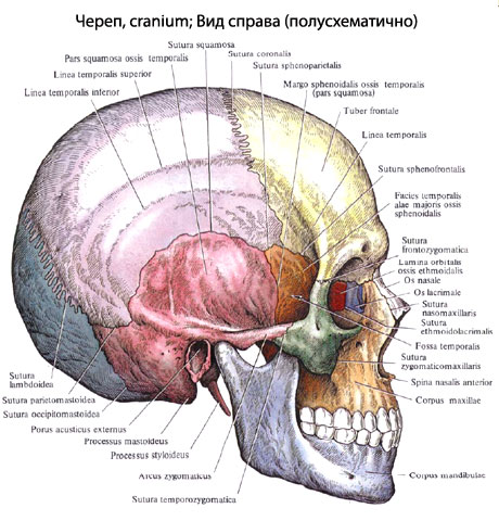 Строение Головы Человека Фото