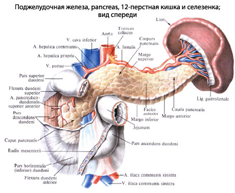 12 Перстная Кишка Человека Фото