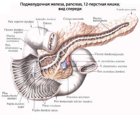 12 Перстная Кишка Человека Фото