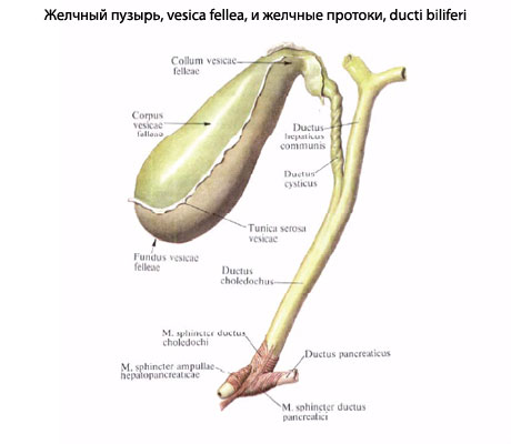 Желчный Фото Человека