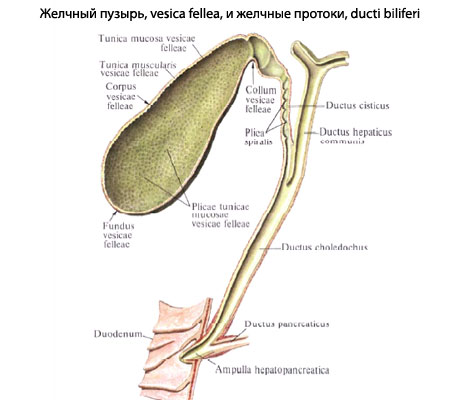 Желчный Пузырь Человека Фото