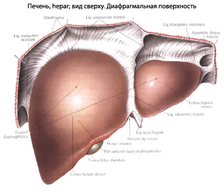 печень