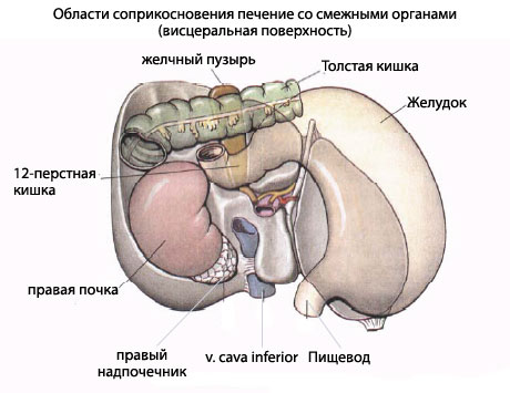 Где Печень У Человека Фото