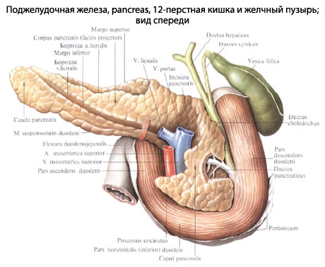 Поджелудочная Железа У Человека Фото