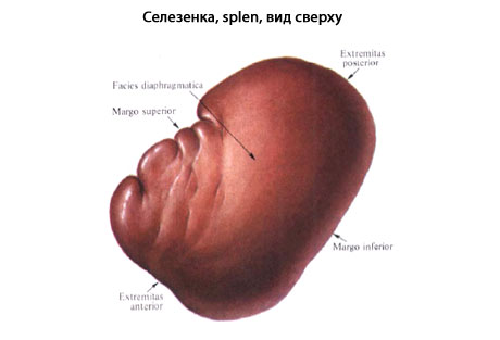 Где Селезенка У Человека Фото