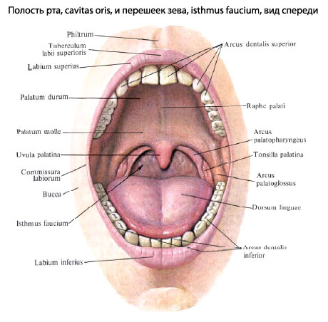 Фото Рта Человека