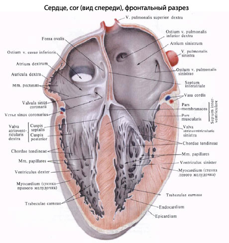 Структура сердца
