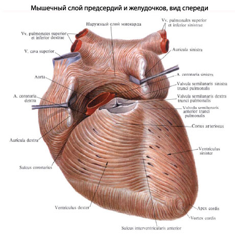 Мышечный слой сердца