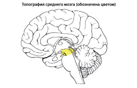 http://www.eurolab.ua/img/anatomy/a_87_1.jpg