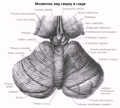 Где Мозжечок У Человека Фото