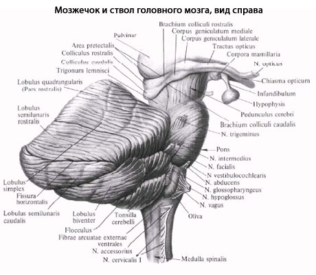 Где Мозжечок У Человека Фото