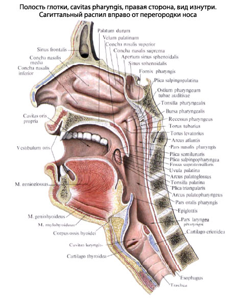 Где Находится Глотка У Человека Фото