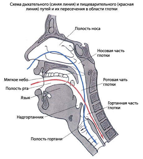 Где Находится Глотка У Человека Фото