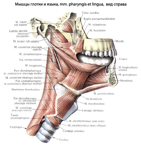 Где Находится Глотка У Человека Фото