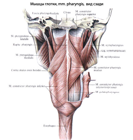 Где Находится Глотка У Человека Фото