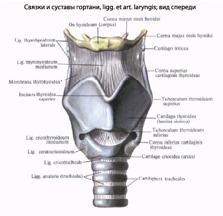 Горло Человека Строение Фото