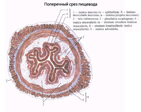 Пищевод Человека Строение Фото Где Находится