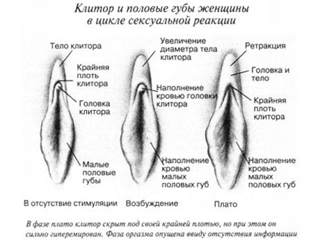Клитор и половые губы