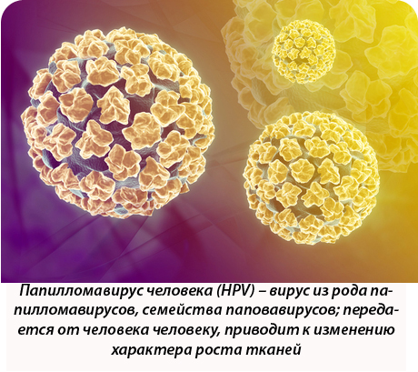 Папилломавирус