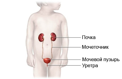 Энурез энурез