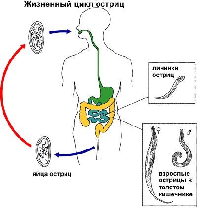Острицы у детей