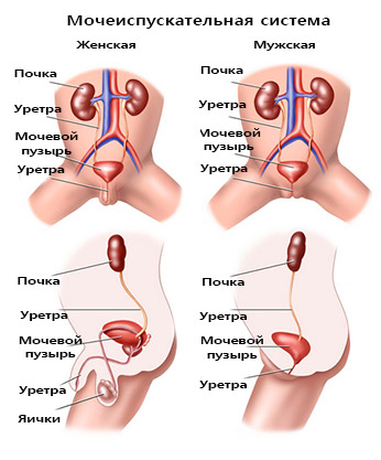 Хронический пиелонефрит у детей