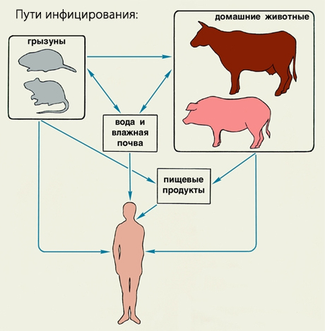 лептоспироз у детей