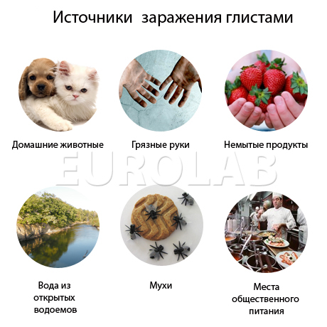 Глисты. глисты