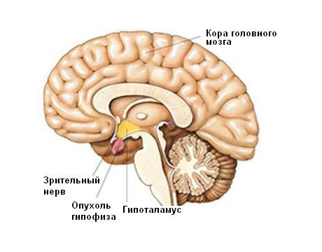 Схема мозга