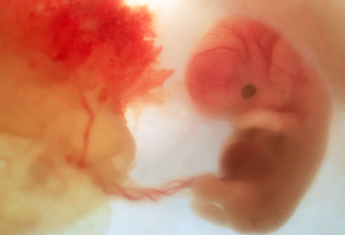 эмбрион и плацента