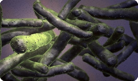 Микобактерия туберкулеза