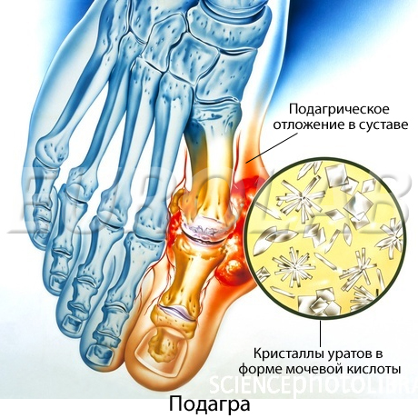 маргарита ковалева врач диетолог