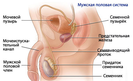 Размещенное изображение