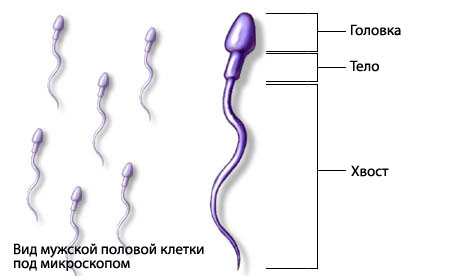 Сперматозоид