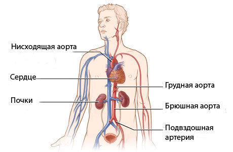 Где Находится Аорта У Человека Фото