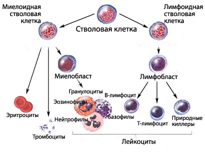 Лейкоз у детей