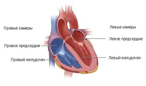 Структура сердца