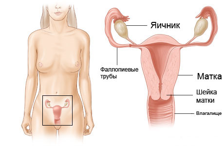 врач диетолог петрозаводск